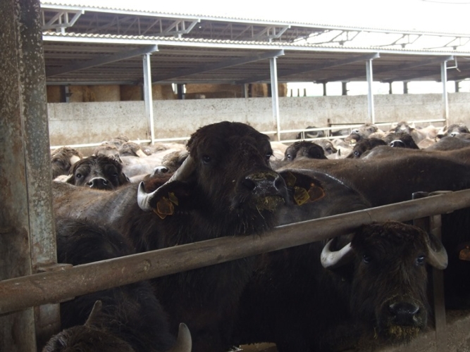 Bufale in paddock: sono gli animali più colpiti dalla recrudescenza delle zoonosi in Campania