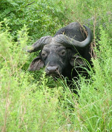 La carne di bufalo abbassa il rischio di infarto