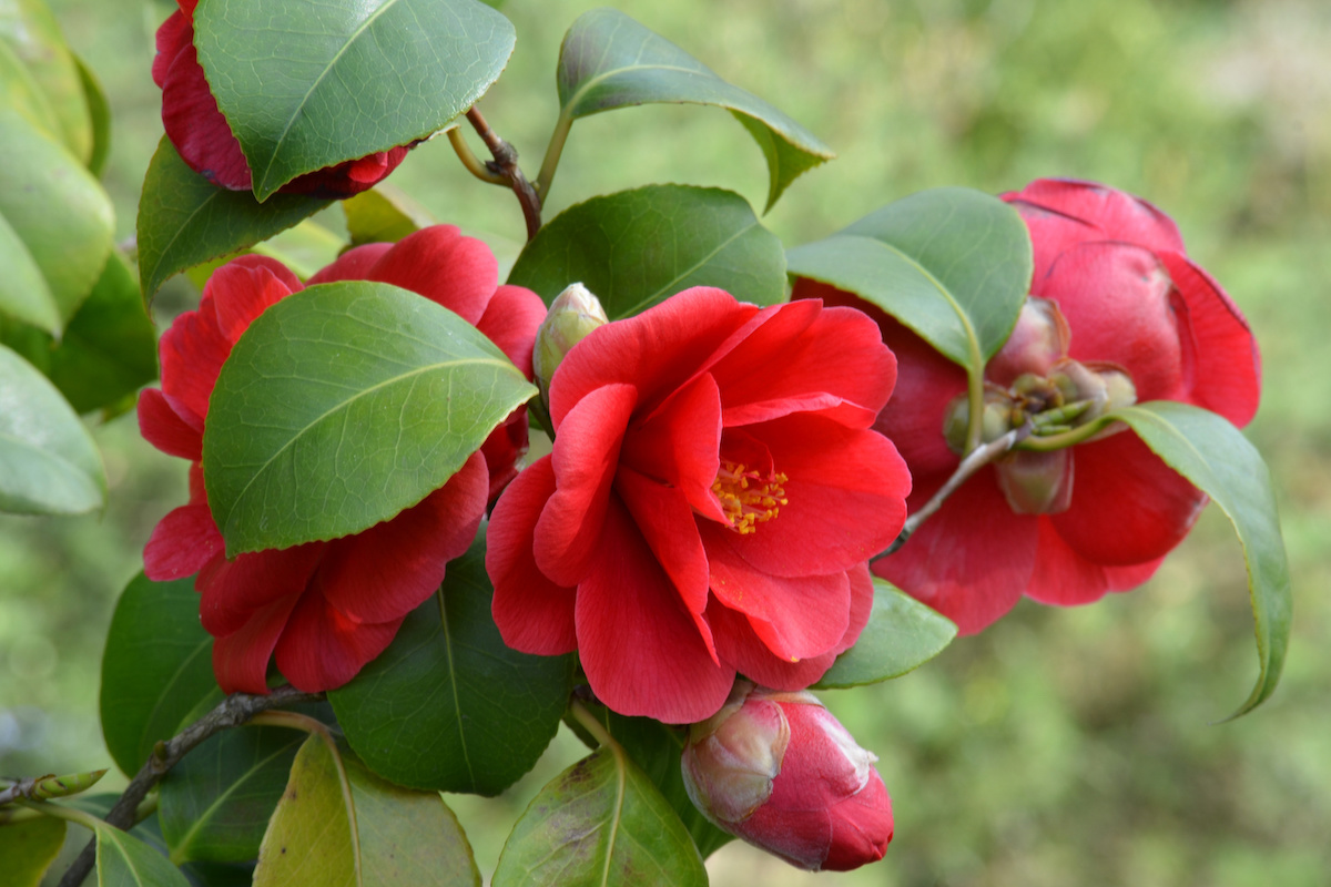 Nel Giardino Inglese la Camellia japonica arrivò a fine Settecento, fu la prima in Europa