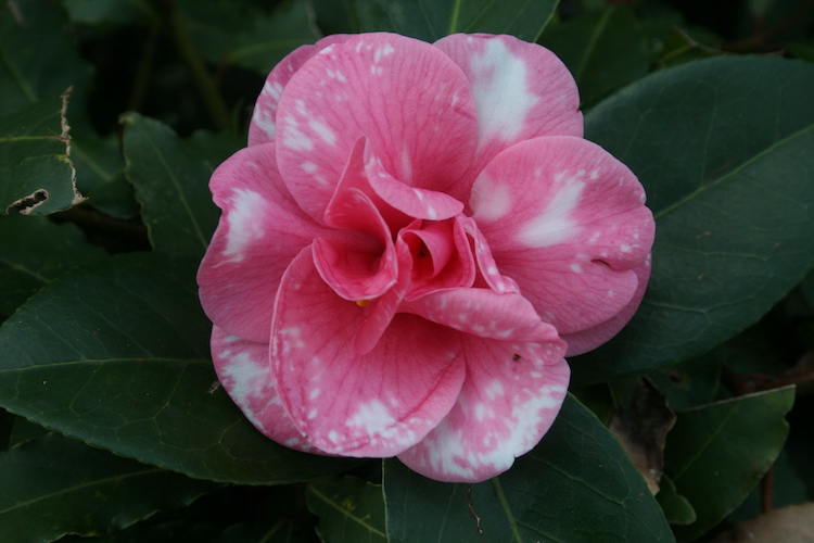 camellia-japonica-del-giardino-inglese-reggia-di-caserta-scolle-camelie-fonte-addolorata-ines-peduto-associazione-pubblici-giardini-20220209.jpg