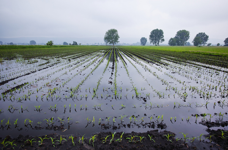 Altri danni si sono aggiunti all'agricoltura sarda nelle ultime settimane con allagamenti delle campagne per piogge eccessive (Foto di archivio)