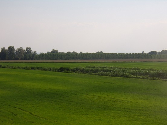 Campi di riso in Provincia di Pavia