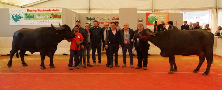 I campioni assoluti del ring della decima mostra nazionale della Bufala mediterranea italiana