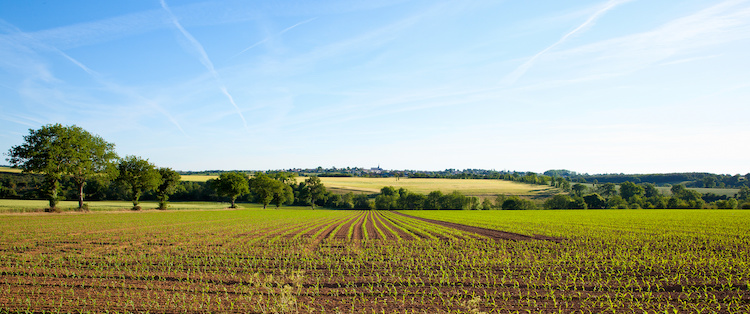 La sostenibilità è al centro del presente e del futuro del comparto agricolo (Foto di archivio)