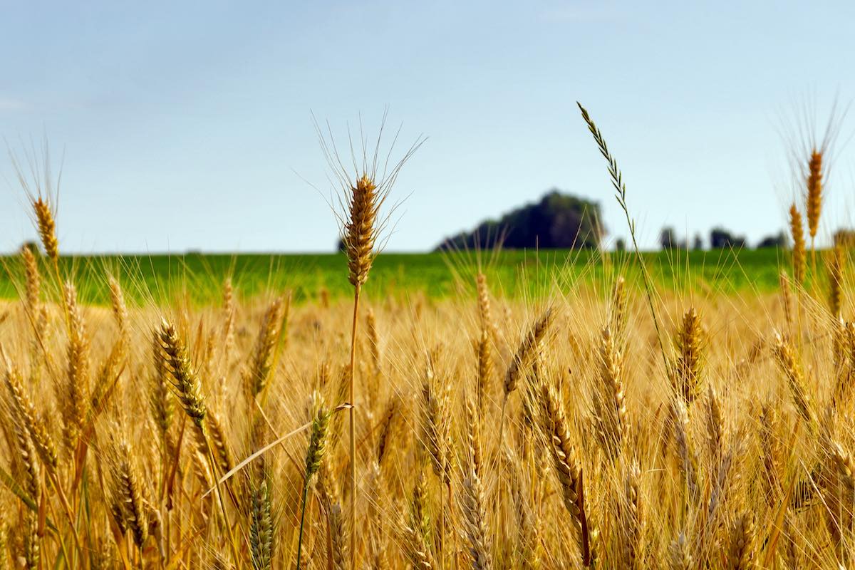 I fungicidi per la campagna di difesa dei cereali e brassicacee 2024