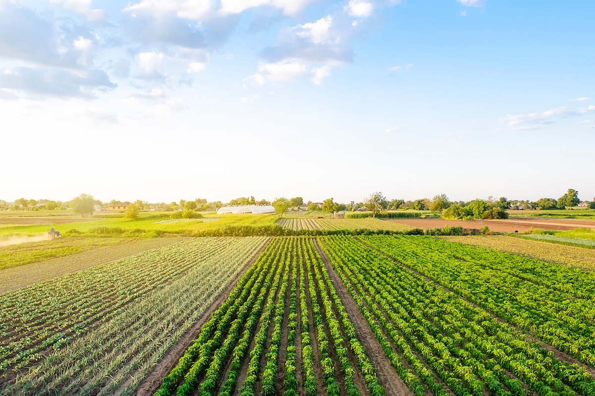 Campi con diverse coltivazioni agricole