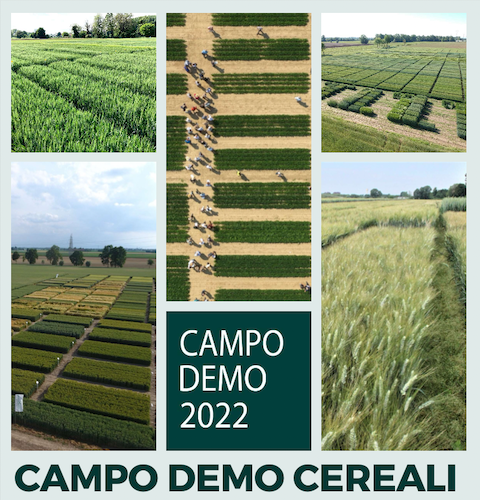 campo-demo-cereali-2022.png