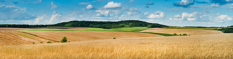 campo-di-grano-agricoltura-colline-cielo-nuvole-by-pavlobaliukh-adobe-stock-750x190.jpeg