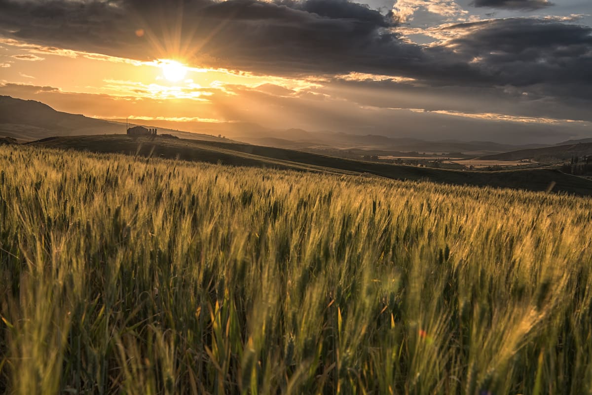 campo-di-grano-frumento-cerealicoltura-sicilia-by-canale-alpha-adobe-stock-1200x800.jpeg