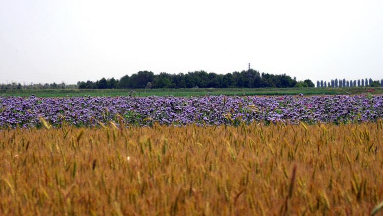 Campo di grano con isola di biodiversità: la scelta di tutelarla nei luoghi di coltivazione è parte del disciplinare di produzione