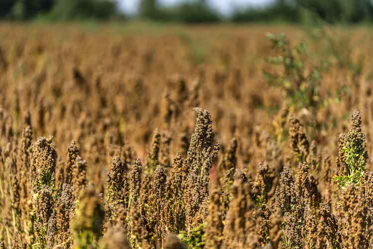 Quinoa, la filiera italiana Quin<sup>®</sup> è aperta - Plantgest news sulle varietà di piante