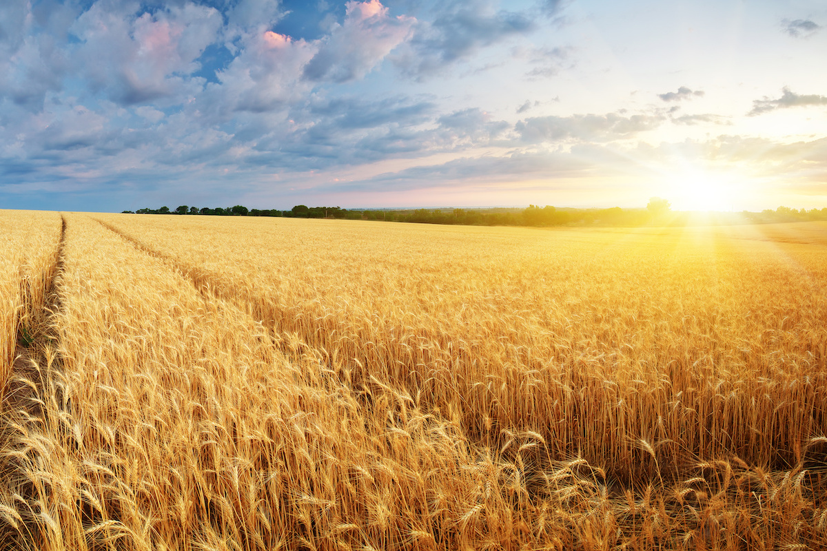 Bayer: la linea cereali per il 2023 (Foto di archivio)