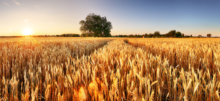 Migliora la stima sulla produzione di cereali in Europa (Foto di archivio)