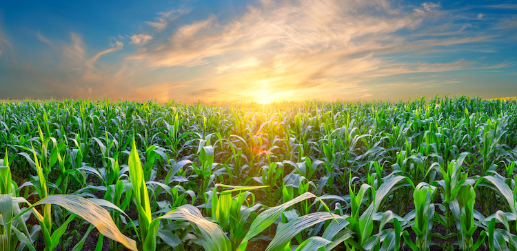 'Emergenza materie prime: olio, fertilizzanti, mangimi. Le proposte della filiera agroalimentare' (Foto di archivio)