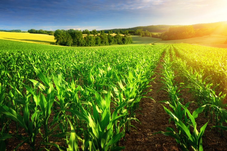 Il progetto dimostrativo sulle coltivazioni di mais si è svolto presso l'azienda agricola di Villafranca di Verona