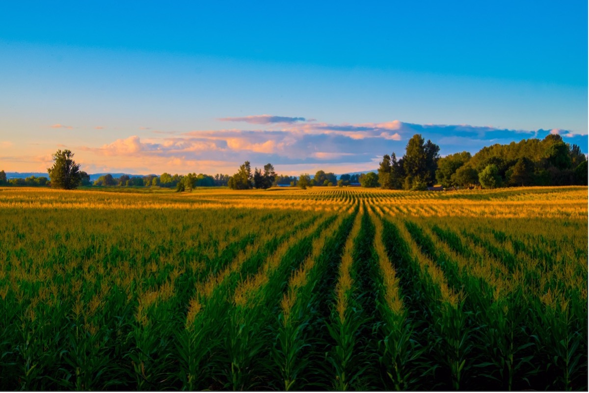 Campo di mais, la produzione in granella è pari a circa 11 milioni di tonnellate