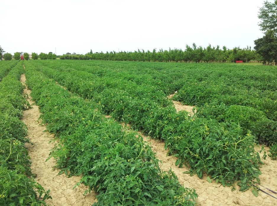 Nel progetto 'Piante-spia' vere e proprie sentinelle dei campi di pomodoro da industria permetteranno di identificare con tempestività e precisione specifiche avversità