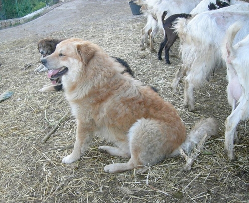 Un esemplare di cane Pastore di Mannara dal mantello fulvo