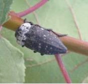 Capnode, Capnodis tenebrionis (L.), detto anche buprestide nero delle drupacee
