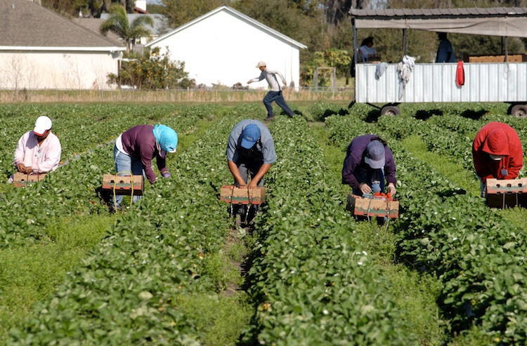 All'appello mancano oltre 300mila lavoratori agricoli (Foto di archivio)
