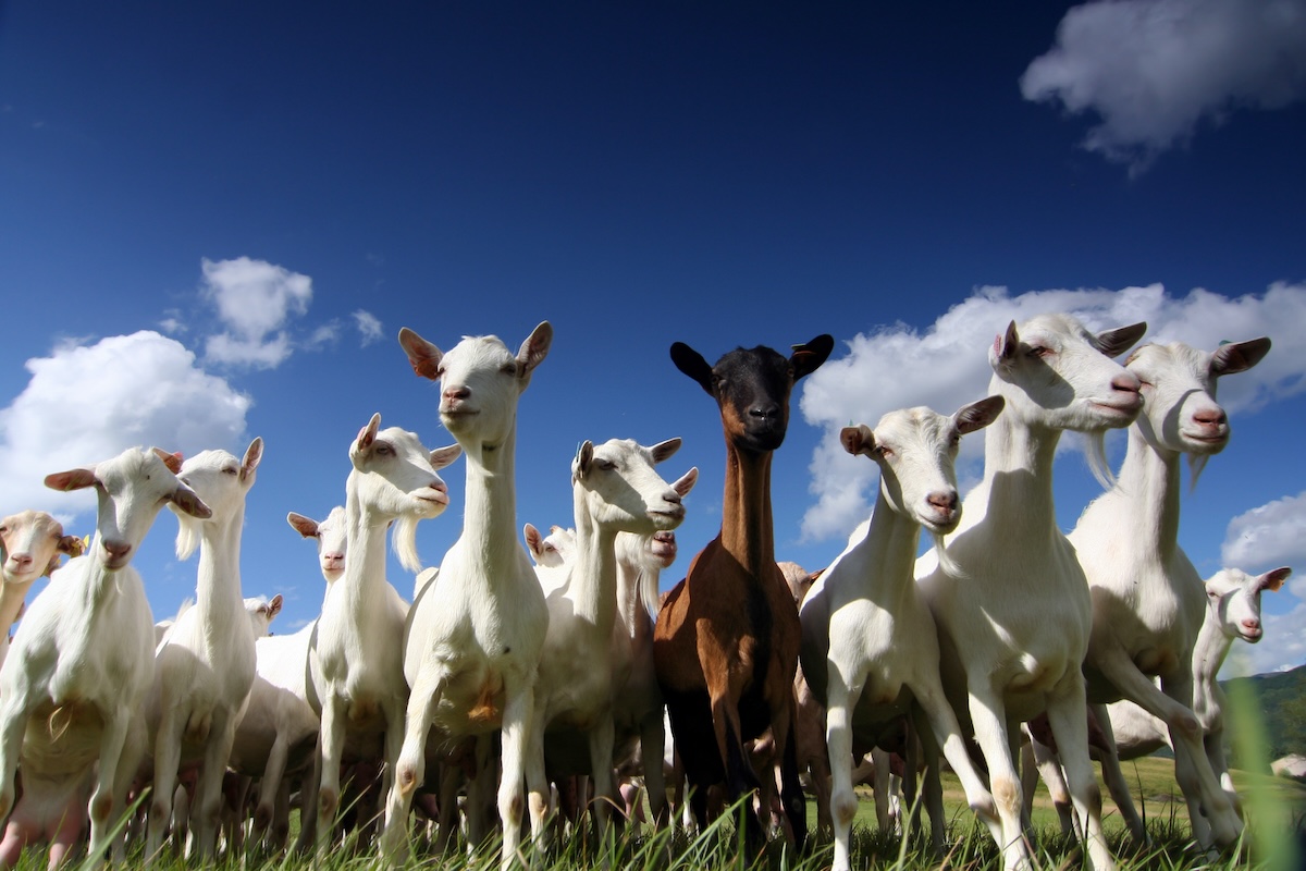 Le capre sono soggette a parassitosi, soprattutto quelle che riguadano bronchi e polmoni