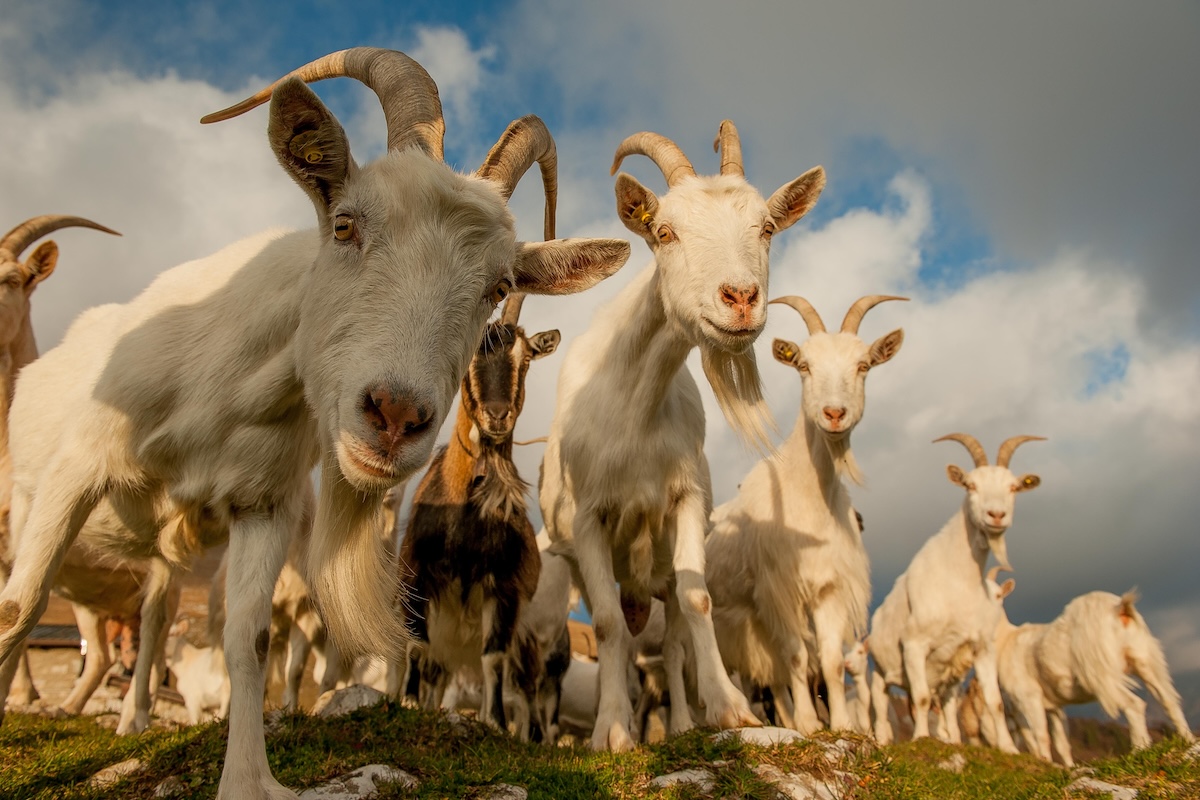 Cresce l'interesse per l'allevamento della capra. Nella foto un gruppo di Saanen, una fra le razze più diffuse (Foto di archivio)