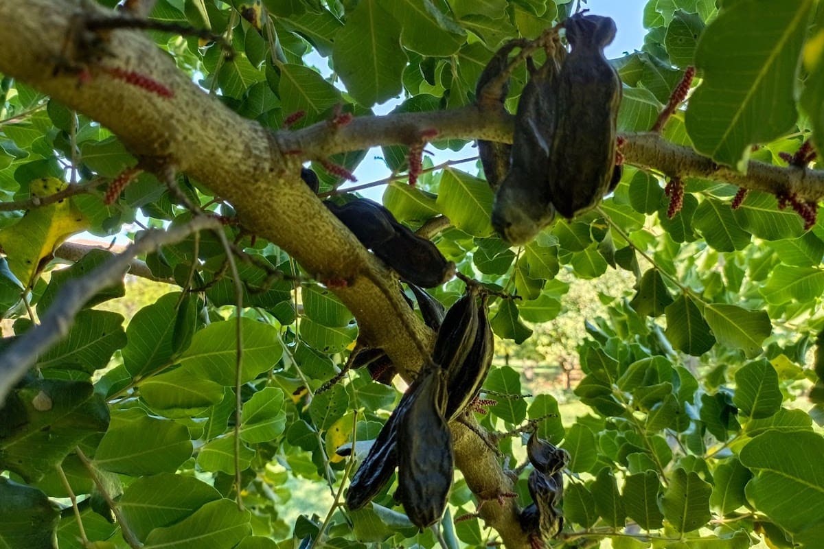 Carrubo: i frutti della pianta sul sul ramo