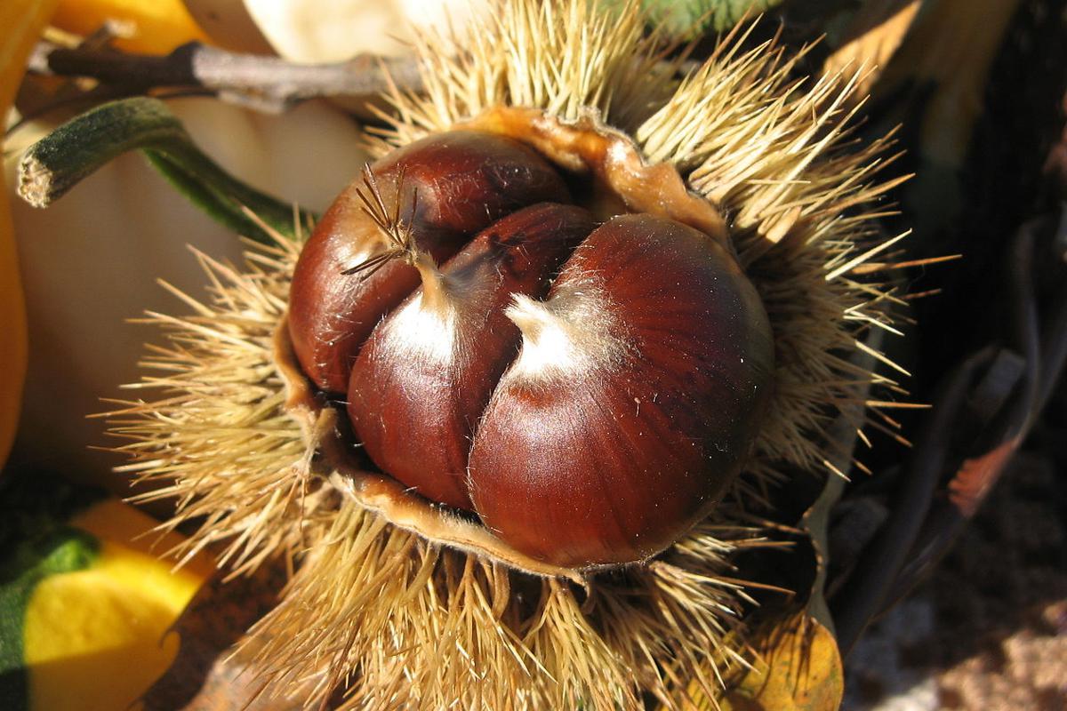 Castagne, registrata in gran parte d'Italia una buona produzione in termini di qualità e quantità (Foto di archivio)