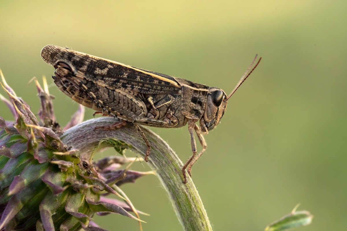 Le grillare sono i luoghi nel terreno in cui le cavallette depongono le uova e da cui fuoriescono le cavallette giovani nella primavera successiva (Foto di archivio)