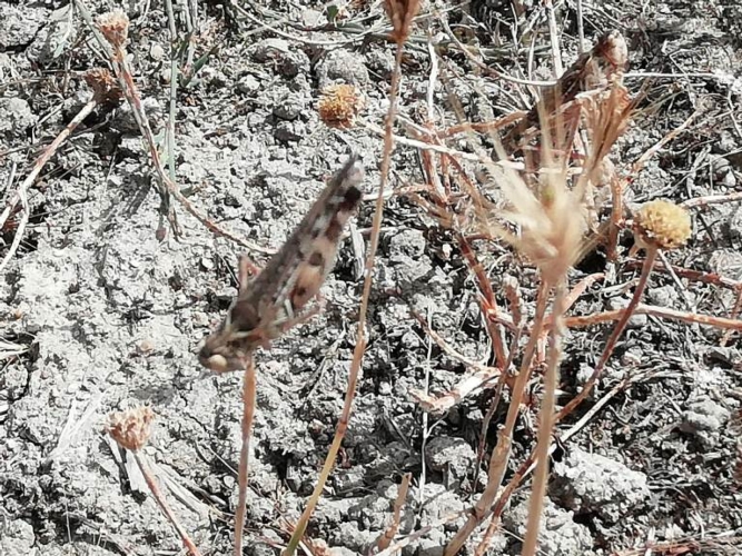 Secondo l'entomologo Francesco Porcelli dell'Università di Bari, il fenomeno, già studiato in Puglia, è legato all'abbandono dei terreni