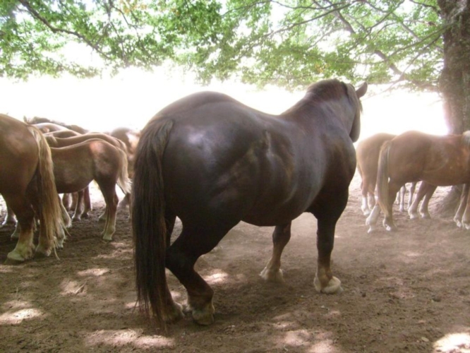 Un allevamento di cavalli da tiro pesante rapido, una delle nuove razze che saranno tutelate in Abruzzo