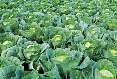 Brassicacee in campo: meglio fertilizzarle bene