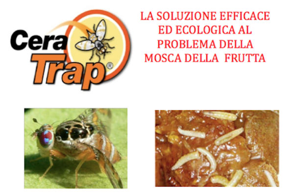 La trappola è una soluzione biologica al 100% che non contiene insetticidi