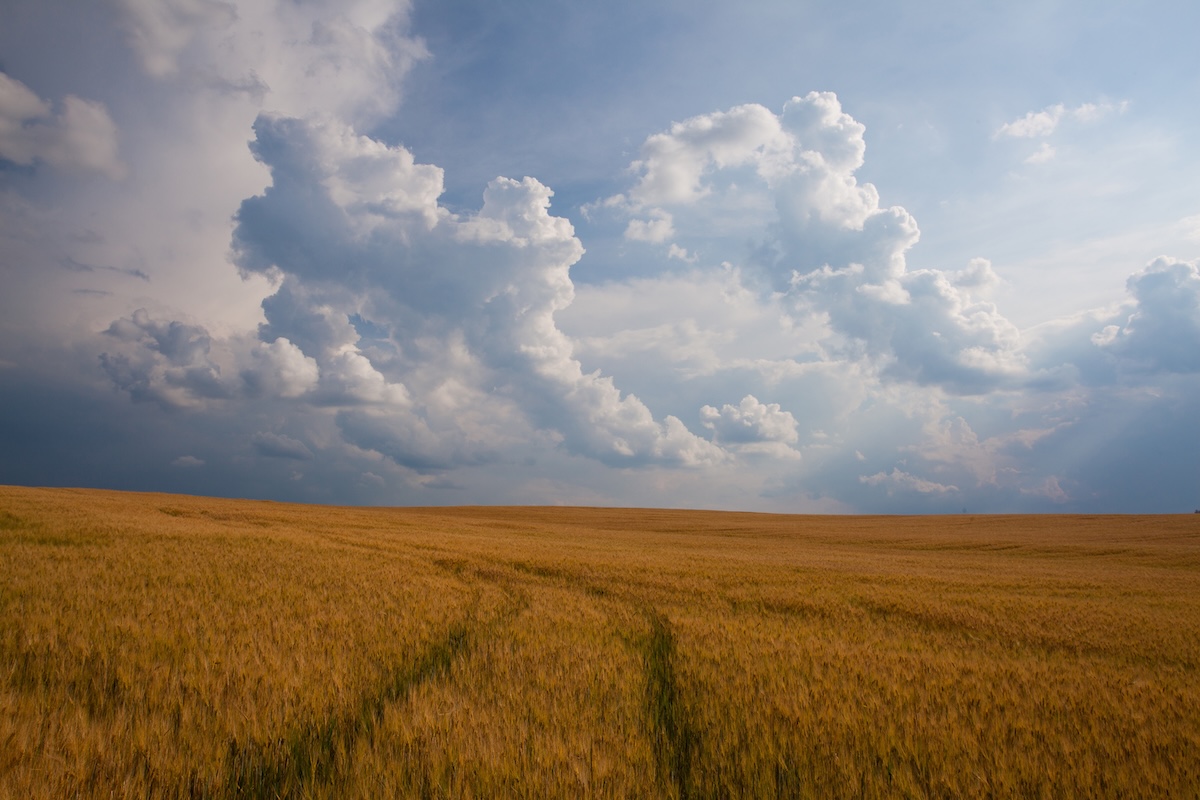 Campo di cereali sotto al cielo nuvoloso