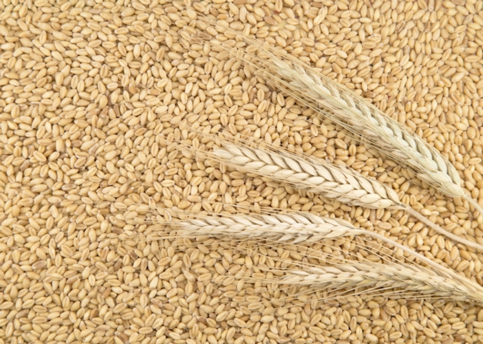 I cereali in granella sono in controtendenza, aumentano le vendite all'estero (Foto di archivio)