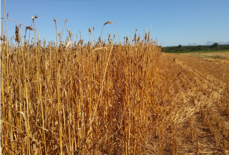 Un campo di grano in fase di raccolta. Anche la filiera cerealicola sarà interessata dai Pif