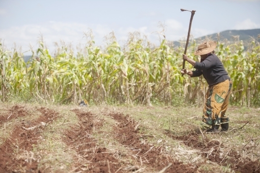Simisu Sakola lavora nel suo campo di mais nello Swaziland. L’Africa meridionale ha registrato un abbondante raccolto di mais nel 2014