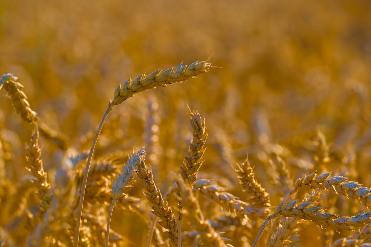 Spighe di grano in primo piano