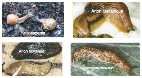 Sluxx si mostra efficace contro le principali lumache e limacce che infestano le colture agrarie