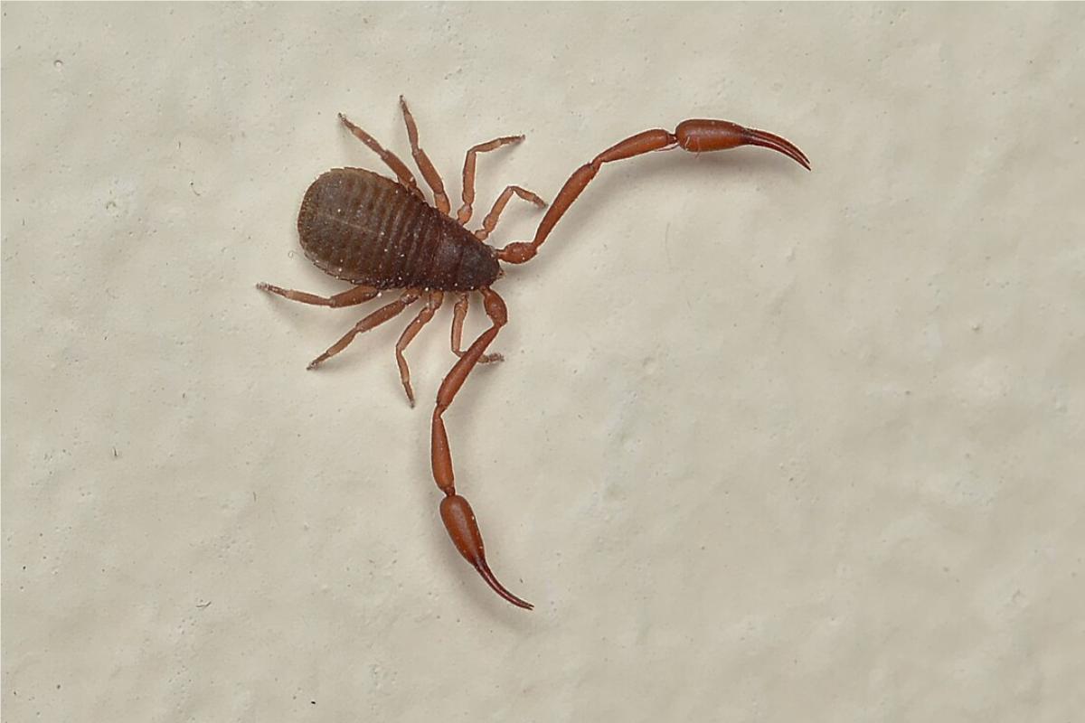 Un esemplare di pseudoscorpione della specie Chelifer cancroides, riconosciuta come predatrice di varroa