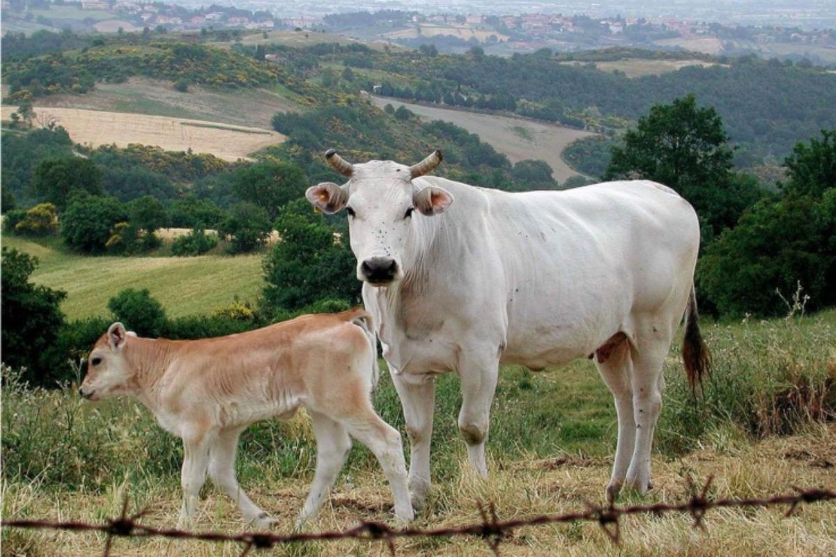 In Toscana si sposta a dicembre 2022 la scadenza per il bando sui riproduttori zootecnici