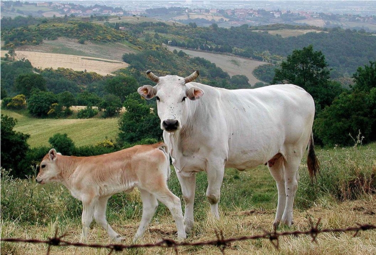 Una femmina di Chianina con il vitello, una delle razze bovine autoctone e più pregiate della Toscana