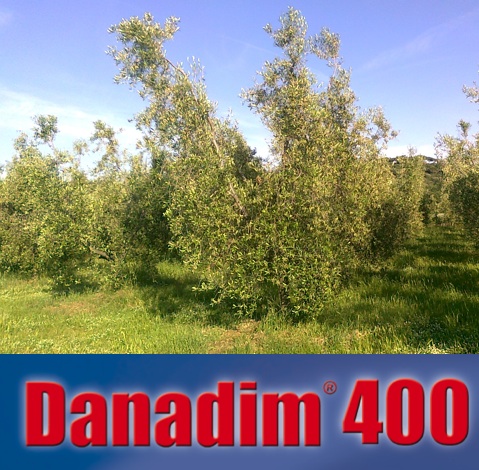 Contro la Tignola dell'olivo, Danadim 400 di Cheminova