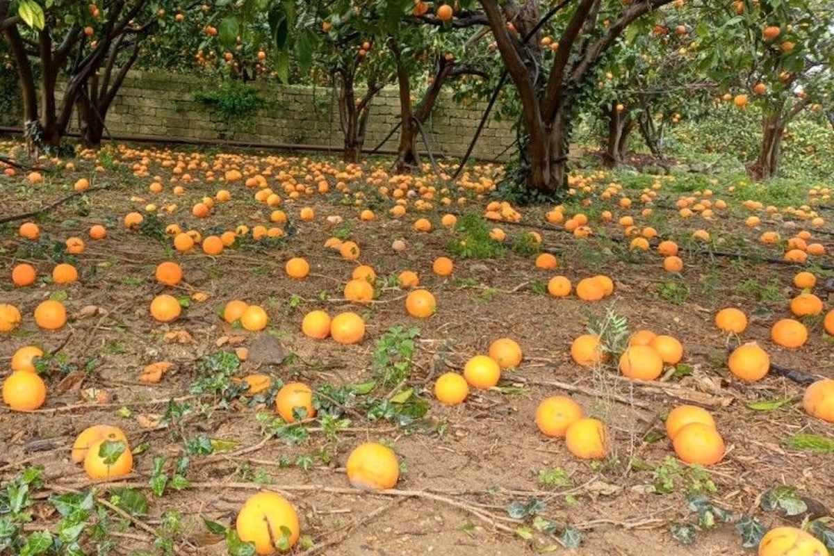 Agrumeto della piana di Catania danneggiato dal ciclone Harry
