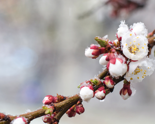 cifo-fioritura-gelate-ghiaccio-marzo-2022-fonte-cifo.png