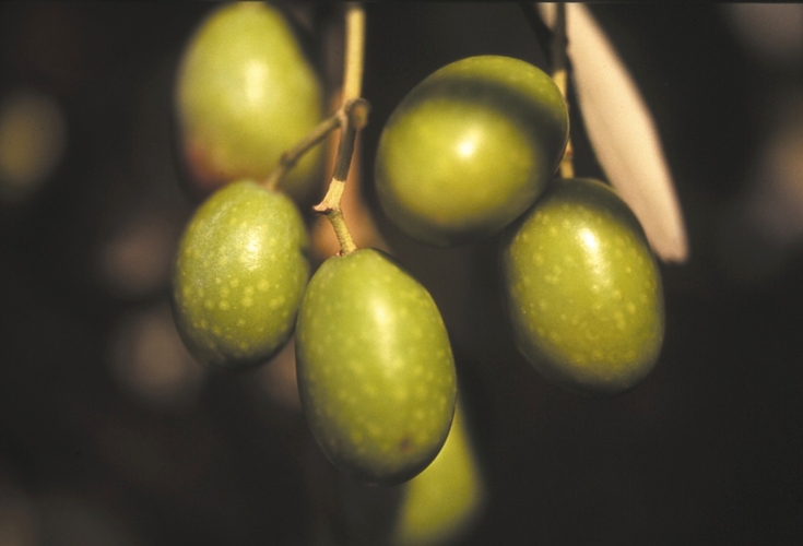 Metodologia Cifo, maggiore resistenza indotta su olivo