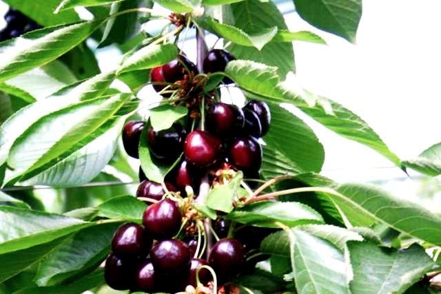 MarysaTM PA6UNIBO*, a maturazione medio-precoce, grossa, di colore rosso rubino e dal sapore dolce ed aromatico
