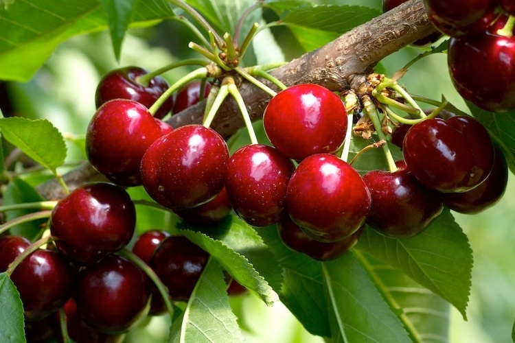 Nel 2014 il Consorzio di Vignola ha raccolto 60 mila quintali di ciliegie