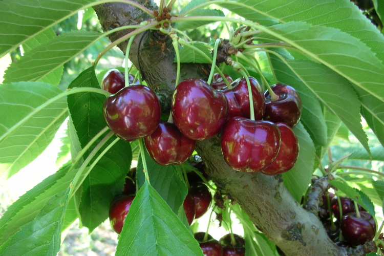 ciliegio-ciliegia-frutto-pianta-royalhelen-varieta-bygeoplant-750x500.jpg
