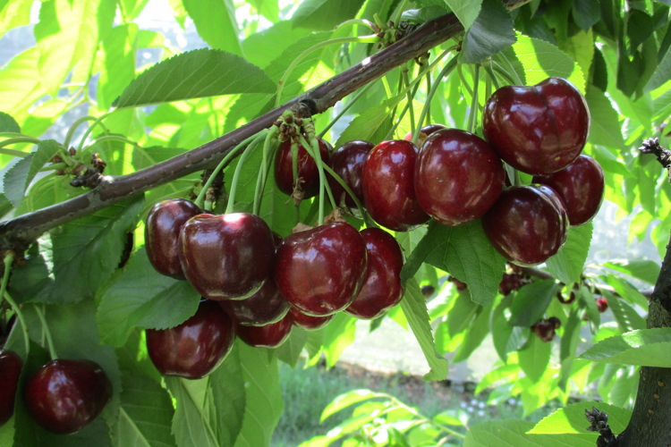 Royal Helen, nuova varietà di ciliegio dolce e croccante